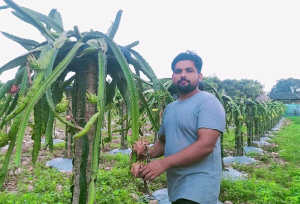 सिन्धुलीका युवा व्यावसायिक ड्रागन खेतीतर्फ आकर्षित   